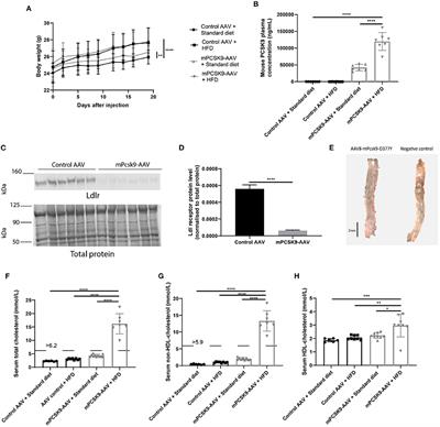 Corrigendum: Adeno-Associated Virus-Mediated Gain-of-Function mPCSK9 Expression in the Mouse Induces Hypercholesterolemia, Monocytosis, Neutrophilia, and a Hypercoagulative State